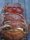 Let's Play Seafood! Shrimp Boil at Anchor & Hope, Crab Week at Americano