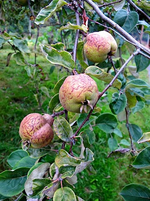 9-lummi-quince.jpg