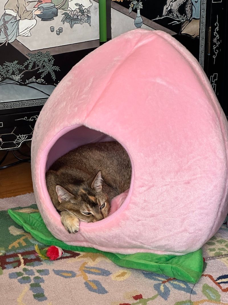 Fortuna my cat chilling in her new peach hut