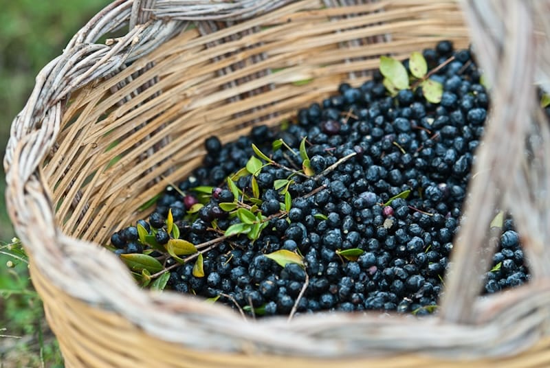 Freshly picked mirto in a basket