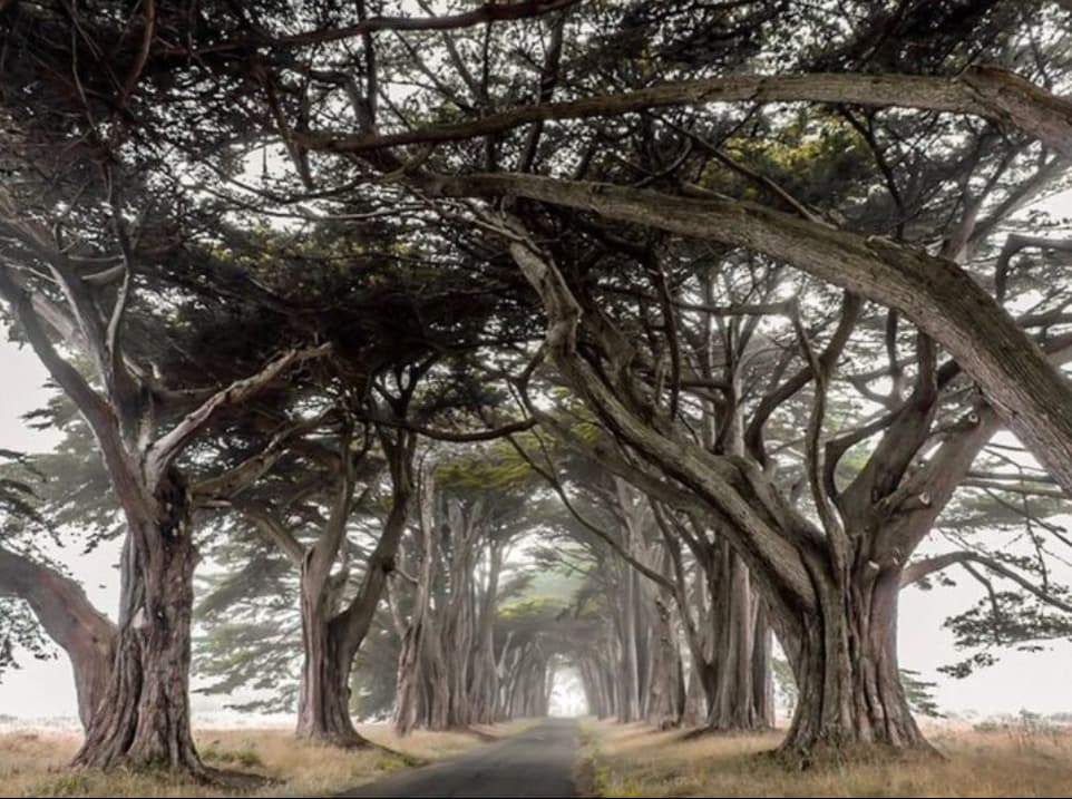 Cypress tree tunnel, Point Reyes, 2019. Photo by @smokehidesfire via @mankaslodge.