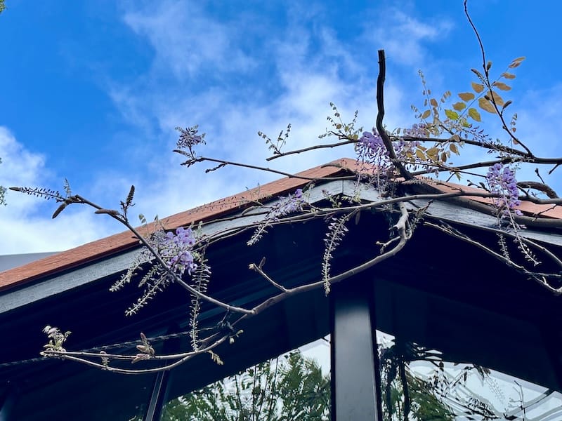 The wisteria vine lives on. Photo: © tablehopper.com.