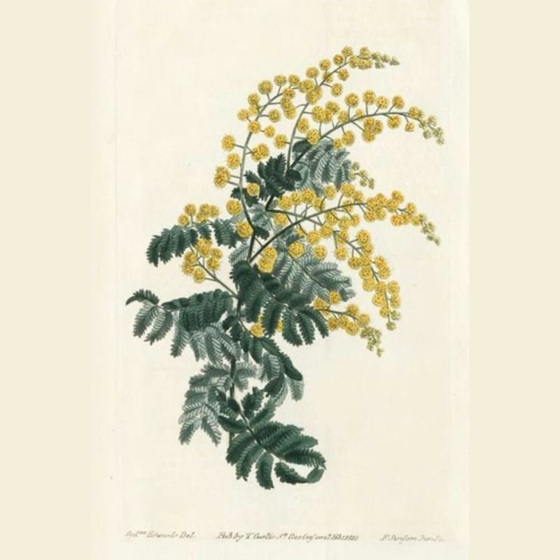 In Italy, it’s traditional to gift women bouquets of mimosa on Festa della Donna. Image courtesy of A16.