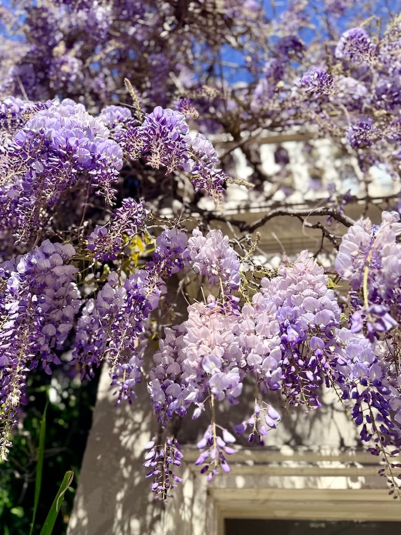 The wisteria is already poppin’ all over The City. Photo: © tablehopper.com.
