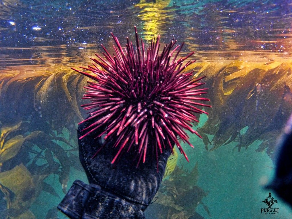urchin-water.jpg
