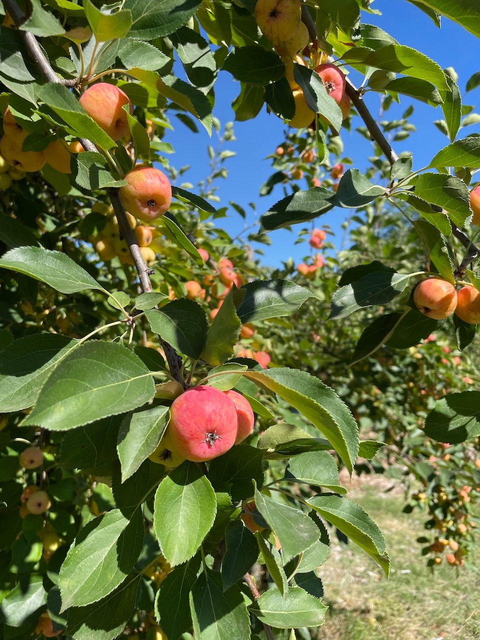 6d-theapplefarm-apples.jpg