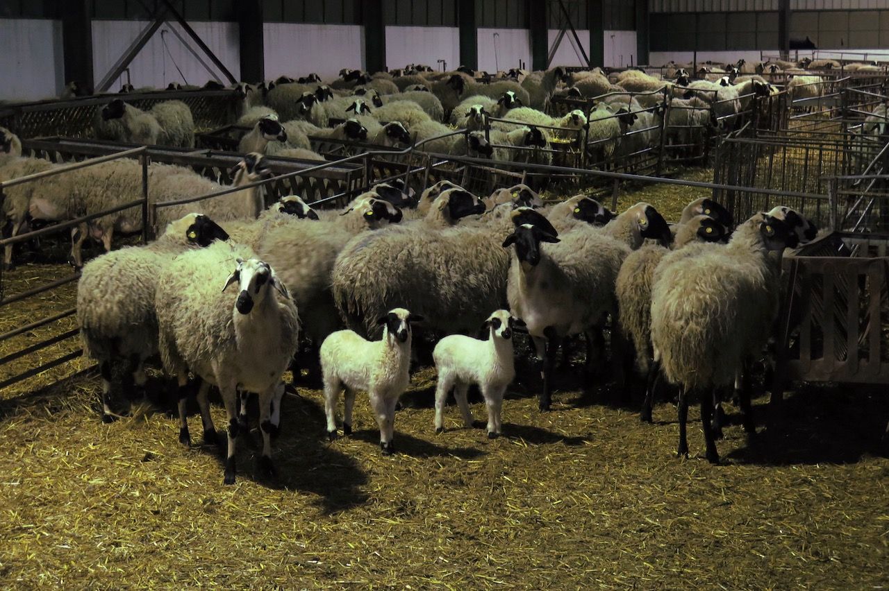 4d-roussas-sheep.jpg