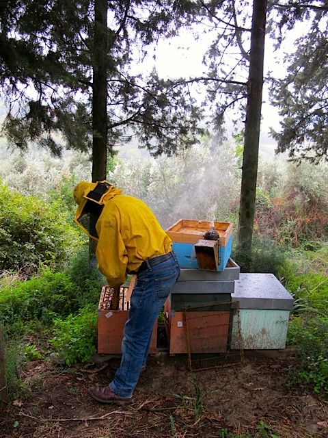 1b-beekeeping.jpg
