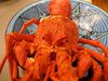 January 28, 2011 - This week's tablehopper: rock lobster.