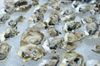 Third Annual Oyster Bash at B Restaurant Coming Up Saturday August 23rd