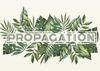 Planting Seeds: Propagation Bar Is Opening Soon in Lower Nob Hill