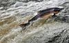 A Fishy Pair of Events to Save Salmon