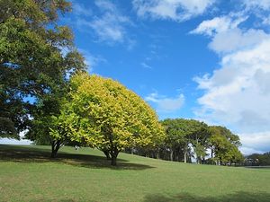 Auckland, New Zealand