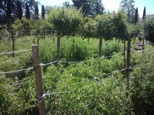 Jeremy Fox Leaves Ty-Flo, Heads to Yountville