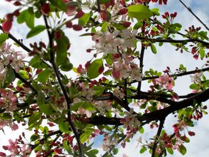 March 29, 2011 - This week's tablehopper: spring fever.