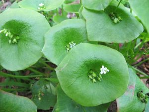 May 31, 2011 - This week's tablehopper: May showers bring annoyed glowers.