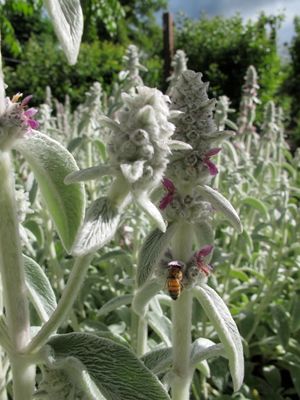 June  7, 2011 - This week's tablehopper: big apple pie.