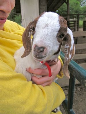 This week's tablehopper: city mouse, country mouse.