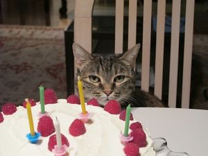 November  6, 2012 - This week's tablehopper: voting looks good on you.