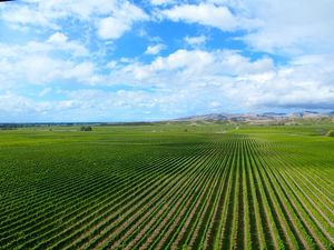 April 12, 2013 - This week's tablehopper: kiwi kisses and kedgeree dreams.