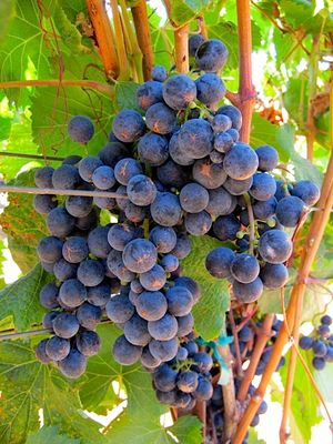 September 13, 2013 - This week's tablehopper: red, red wine.