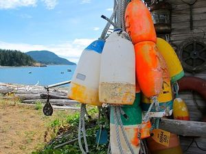 This week's tablehopper: blackberries and blue skies.