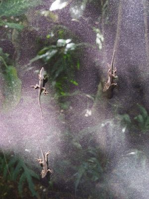 This week's tablehopper: hanging loose with the punatics.