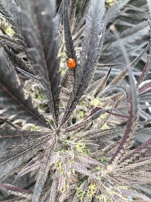 October 24, 2017 - This week's tablehopper: high times.