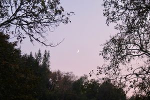 November 13, 2018 - This week's tablehopper: smoke gets in your eyes.