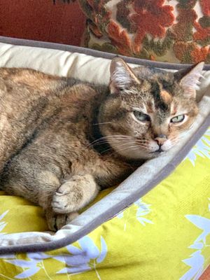 This week's tablehopper: spring things.