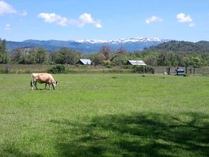 Check Out a Pilot Episode of Food Forward