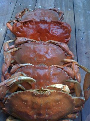 Let's Play Seafood! Shrimp Boil at Anchor & Hope, Crab Week at Americano