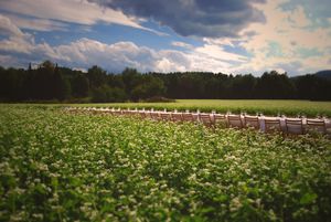 Special Suppers: Outstanding in the Field and Oceanic Dinners