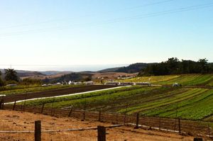 Special Dinners to Start Summer Off Right: Soft-Shell Crab, Wild Foods, and an Homage to L'Arpège