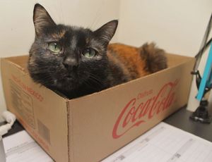 Tidbits: KitTea Cafe (Meow), San Tung Expands, Urban Putt Update, More