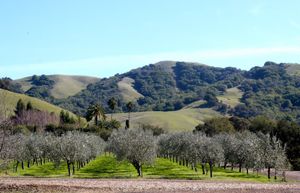 Welcome Spring with McEvoy Ranch's New Wine + Bud Break Lunch