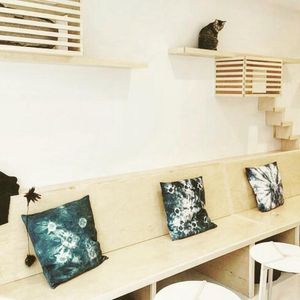 We're Not Kitten Around: KitTea Is Open Right Meow!