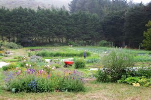 Feasting in the Fields at Green Gulch Farm September 8th