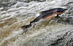 A Fishy Pair of Events to Save Salmon