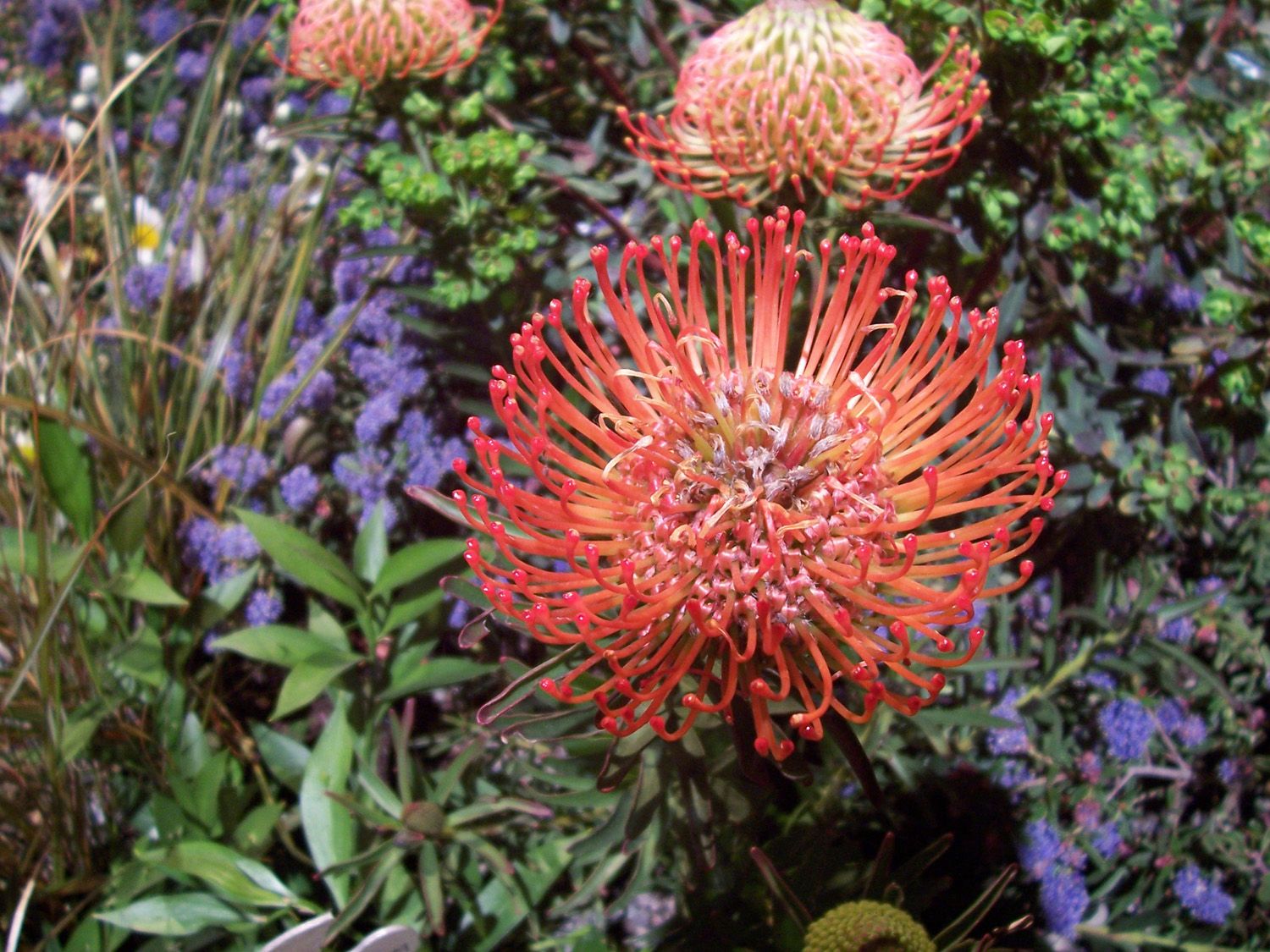 gardenshow-protea.jpg