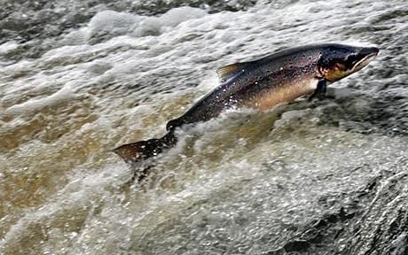 salmon_river_upstream.jpg