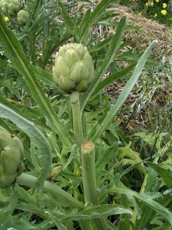 artichoke.jpg